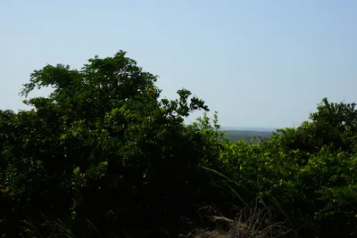 DSC_8303 (Large).JPG